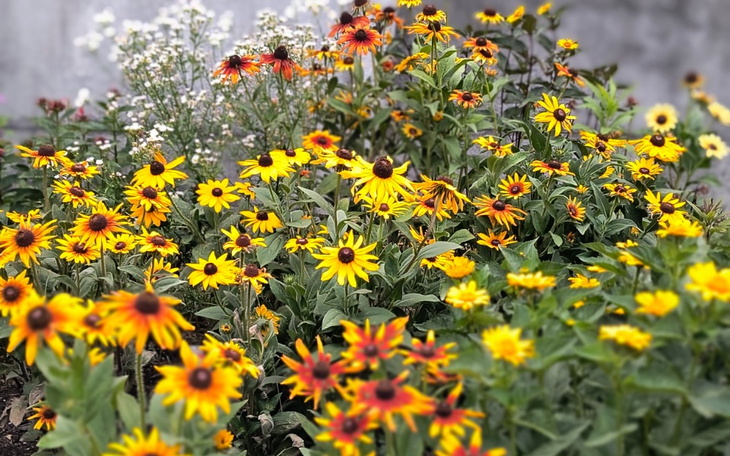 Zbiórka Skarbonka na wodę na działce. - zdjęcie główne