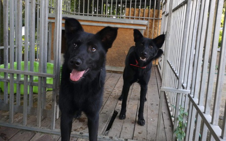 Zbiórka Dwie sunie proszą o pomoc - zdjęcie główne