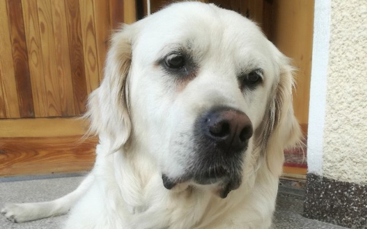 Zbiórka Rika Potrzebuje Pomocy - zdjęcie główne