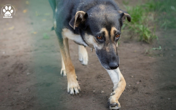 Pies spacerujący po podwórku, z wyrazem ciekawości na twarzy.