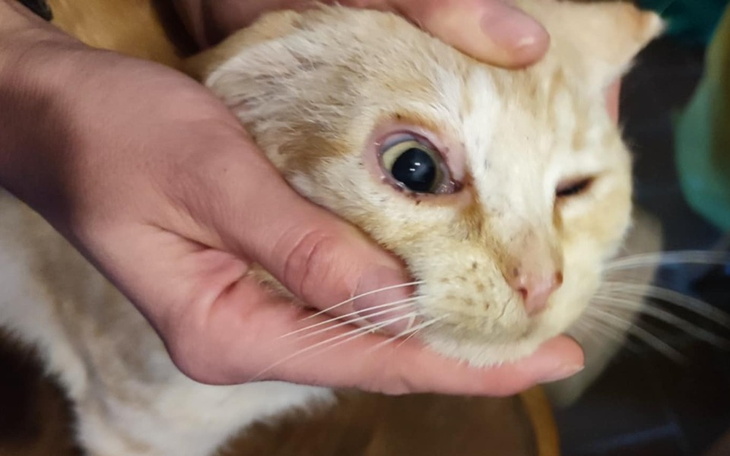 Zbiórka Kot Jacek z plebanii - zdjęcie główne