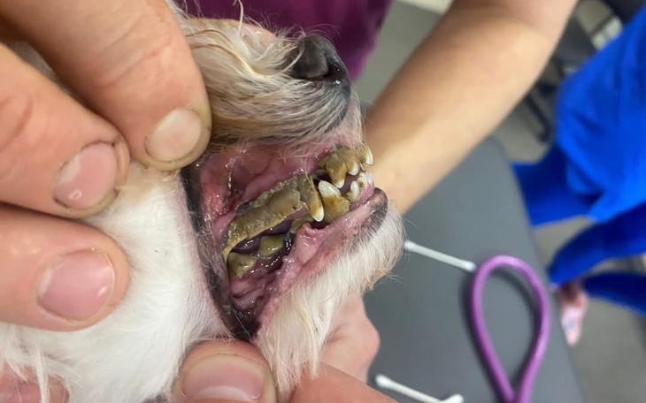 Weterynarz bada zęby psa, pokazując ich stan zdrowia.