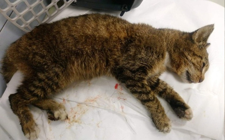 Zbiórka By postawić Maciusia na łapki - zdjęcie główne