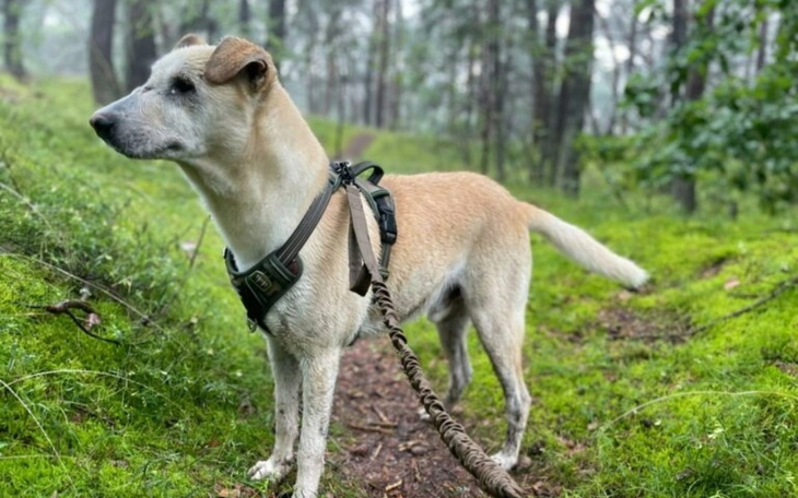 Zbiórka Dziękujemy za pomoc dla DIEGO - zdjęcie główne