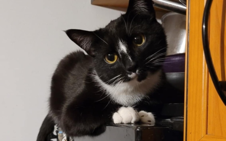 Zbiórka Uratuj Słodziaka - zdjęcie główne