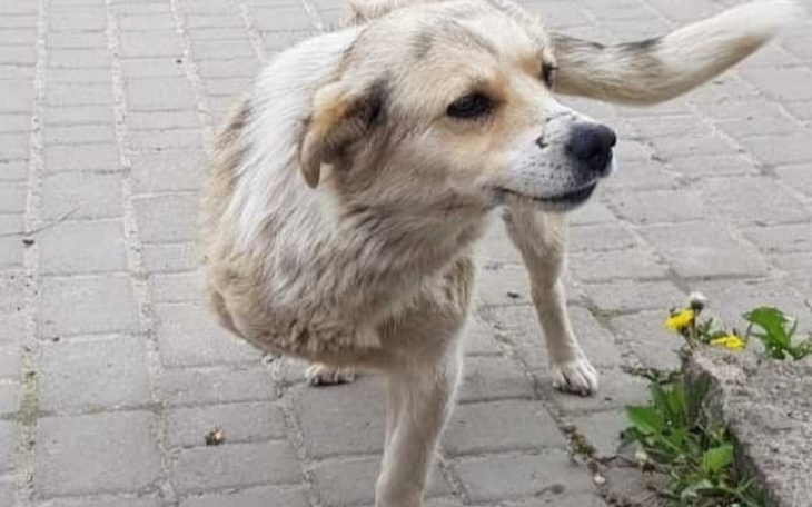 Biało-brązowy pies spacerujący po chodniku, z kwiatami w tle.