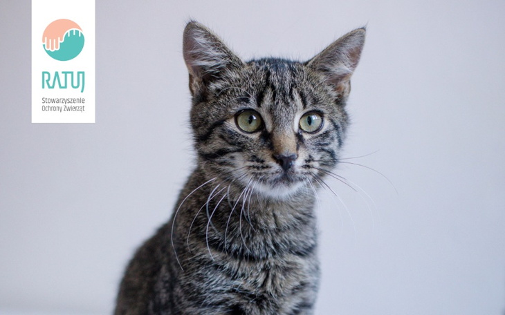 Zbiórka Amputacja łapy - zdjęcie główne