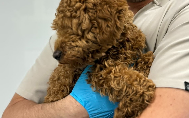 Weterynarz trzyma małego psa w ramionach.