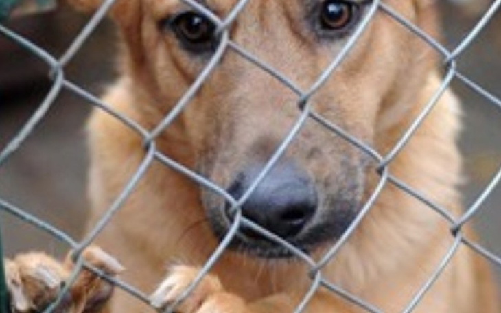 Zbiórka Na pokarm na pieski schronisku - zdjęcie główne