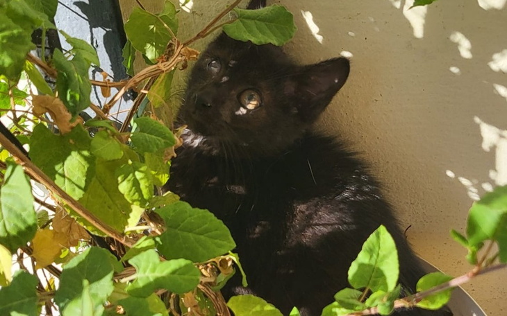 Zbiórka Dla Salema - zdjęcie główne