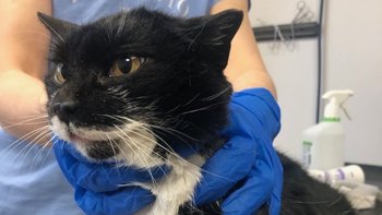 Zbiórka Irma - miniaturka zdjęcia