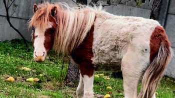 Zbiórka Karmel wolą o pomoc - miniaturka zdjęcia