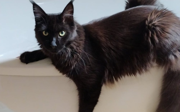 Zbiórka Ratunek dla Vincenta - zdjęcie główne