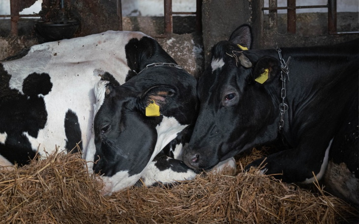 Zbiórka Zerwijmy krowie łańcuchy - zdjęcie główne