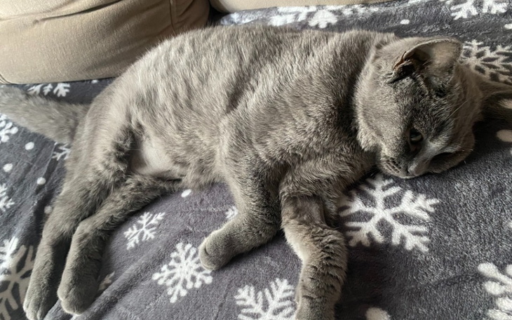 Zbiórka Pomoc dla ukochanej Toli - zdjęcie główne