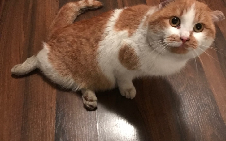 Zbiórka Pomóżmy stanąć na łapki - zdjęcie główne