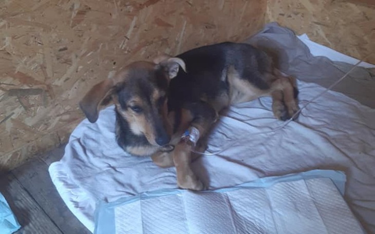 Zbiórka Na walkę z parwowirozą - zdjęcie główne