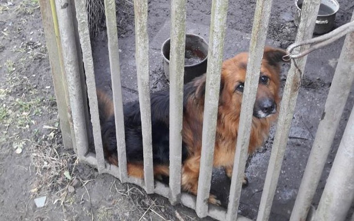 Zbiórka Zbiórka dla potrzebujących psów - zdjęcie główne