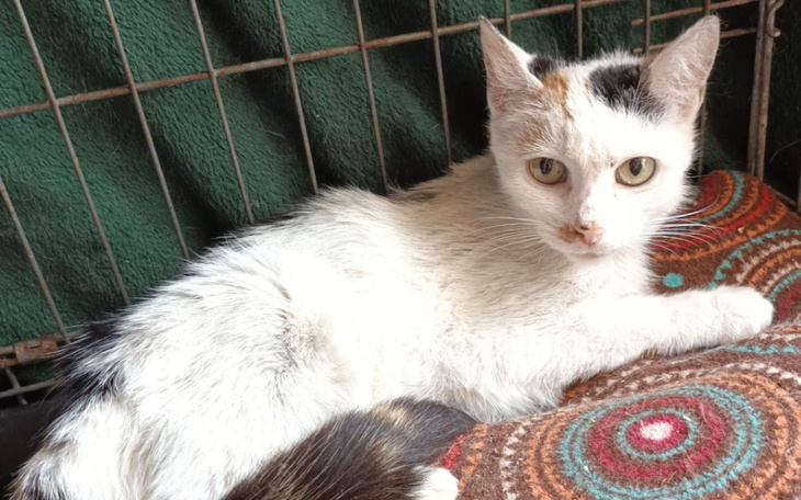 Zbiórka Muru zabiera śmiertelna choroba - zdjęcie główne