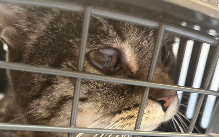 Zbiórka Przewlekła choroba Axkida - zdjęcie główne