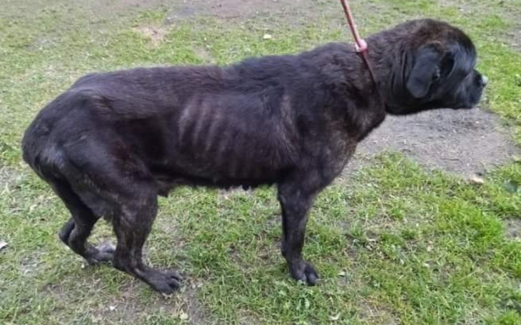 Zbiórka Pomoc na Święta bezdomniakom... - zdjęcie główne