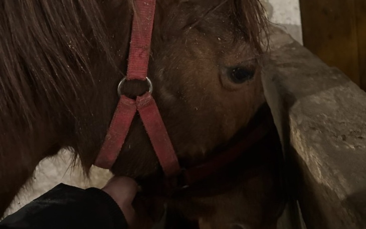 Koń z czerwoną uprzężą, zbliżający się do człowieka.