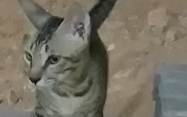 Zbiórka Pomozesz im? - zdjęcie główne