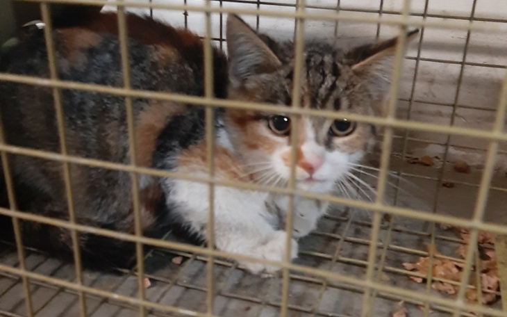 Zbiórka Kastrujemy bezdomność. - zdjęcie główne