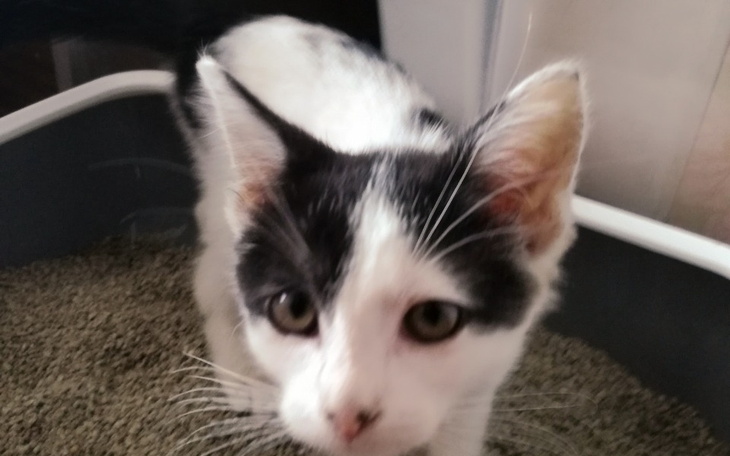 Zbiórka Pomoc w wyjsciu z choroby kotkow - zdjęcie główne