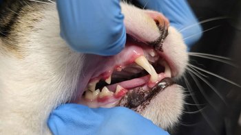 Zbiórka Stomatolog dla Bezdomniaków - miniaturka zdjęcia