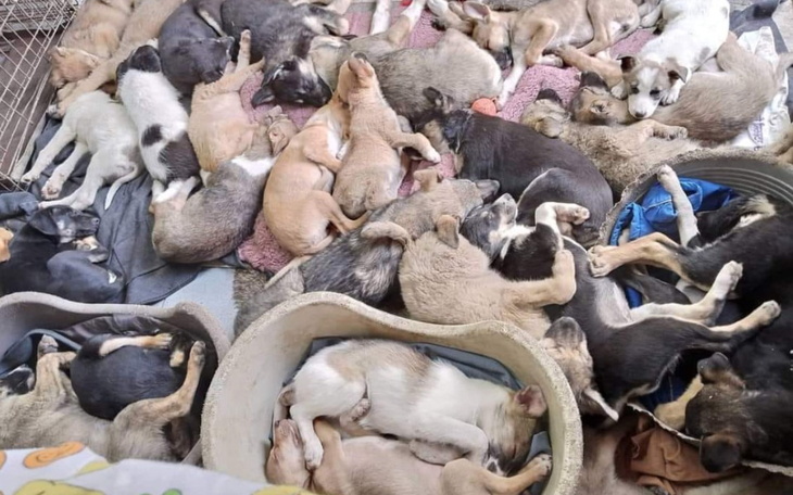 Zbiórka Dla schroniska z linii frontu - zdjęcie główne