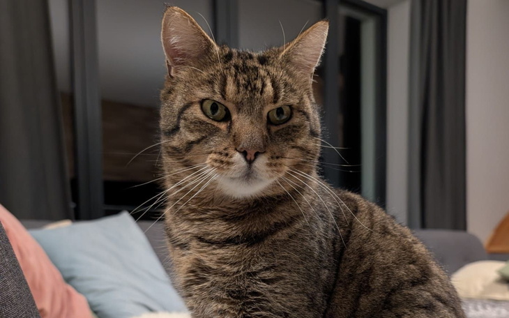 Kot siedzący na kanapie, z wyrazem skupienia.