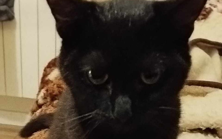 Zbiórka Sabrinka- zapalenie otrzewnej - zdjęcie główne