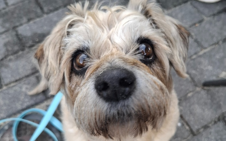 Zbiórka Pomóżmy Molly znowu chodzić - zdjęcie główne