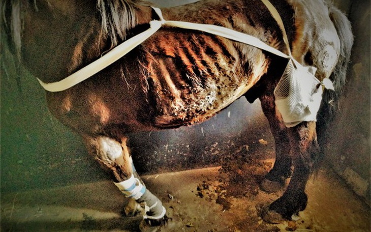 Chudy koń z ranami, potrzebujący pomocy.