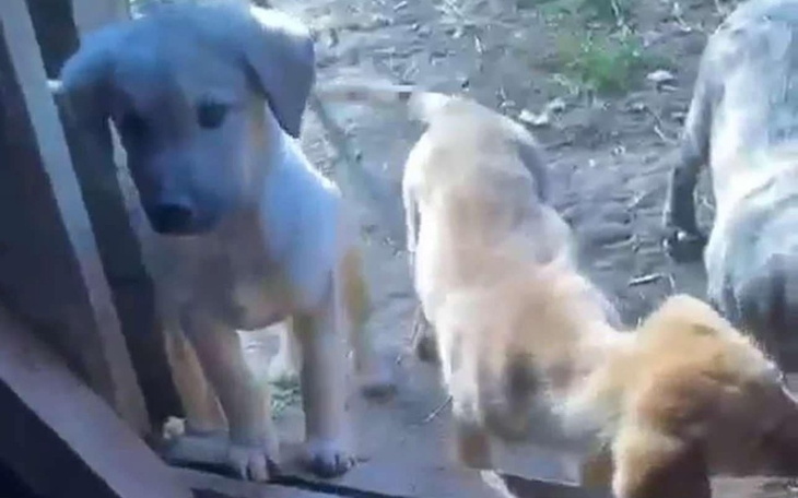 Szczeniaki bawiące się na podwórku, jedno z nich przy drzwiach.