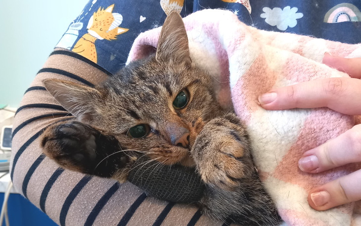 Zbiórka Biedak ze złamaną łapką - zdjęcie główne