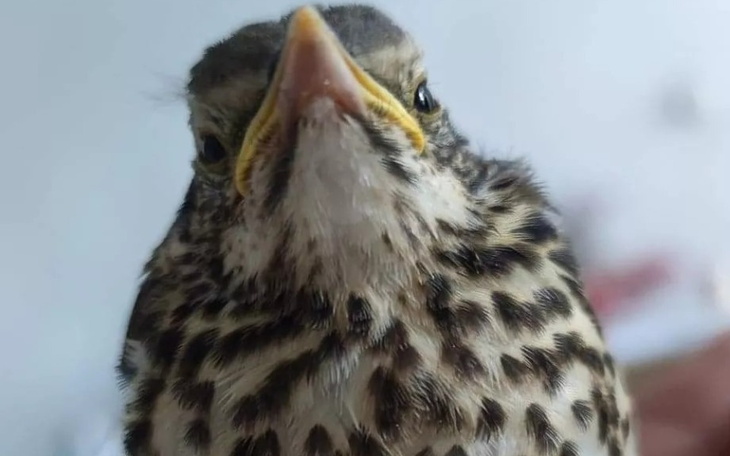 Zbiórka Leczymy skrzydlatych Przyjaciół - zdjęcie główne