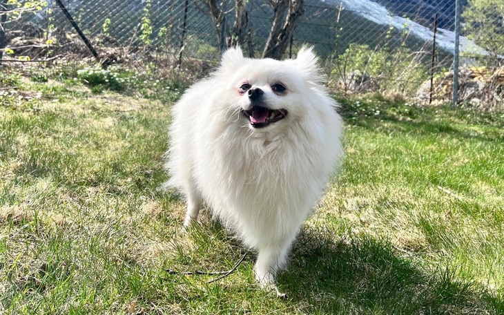 Biały pies biega po trawie, ciesząc się słońcem.