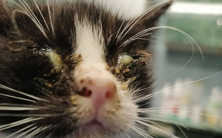 Zbiórka pomocdlatoz - zdjęcie główne