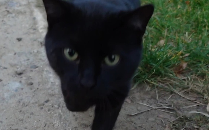 Zbiórka Dla Pirata - zdjęcie główne