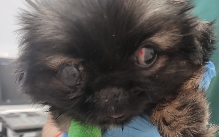 Zbiórka Ratujemy pogryzione maleństwo - zdjęcie główne