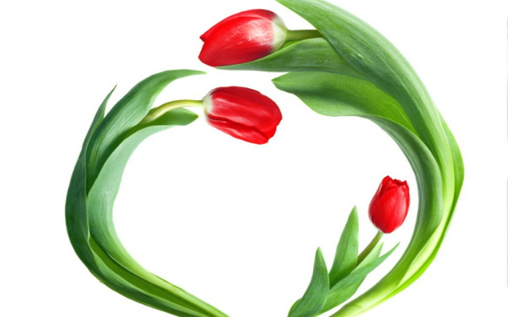 Zbiórka "Tulipany Mocy" Pro Salute - zdjęcie główne