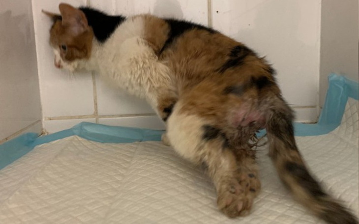 Zbiórka Przestrzelony kręgosłup Trixi - zdjęcie główne