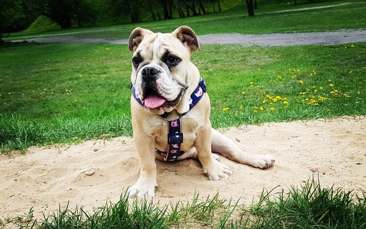 Zbiórka Dla Mamby - zdjęcie główne