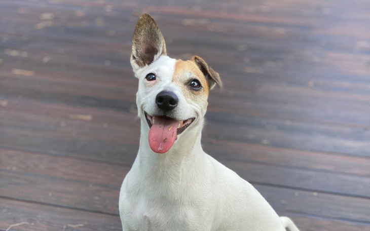 Zbiórka Operacja kręgosłupa Frani - zdjęcie główne