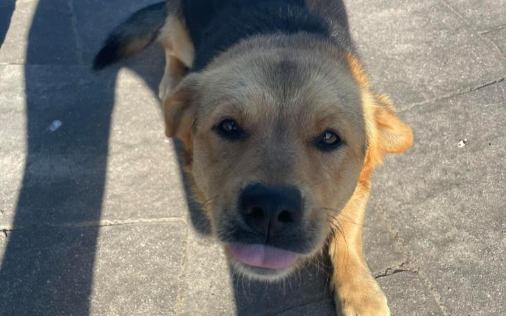 Zbiórka Sunia w ciąży i samiec na ulicy - zdjęcie główne