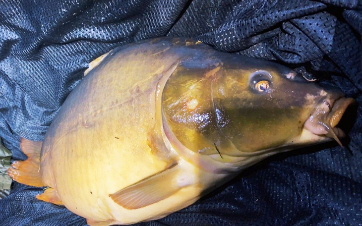 Zbiórka Walka o Pasje VS Składki PZW - zdjęcie główne