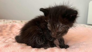 Zbiórka Ninja Wojownik - miniaturka zdjęcia