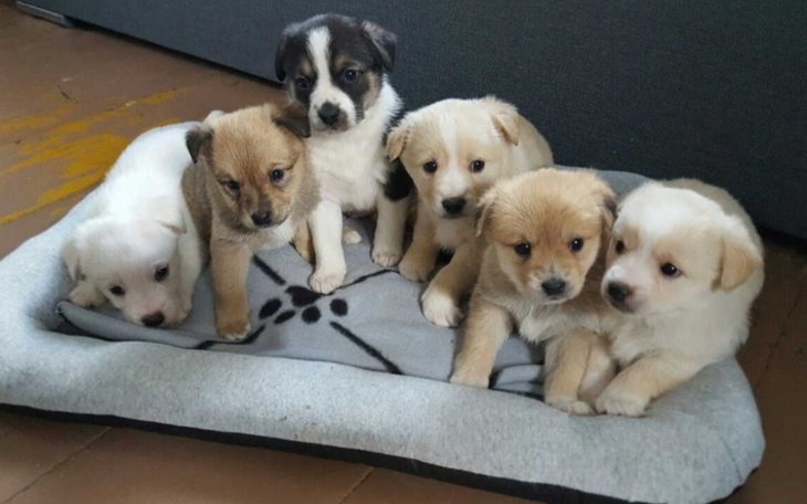 Zbiórka Ratunek dla porzuconych piesków - zdjęcie główne